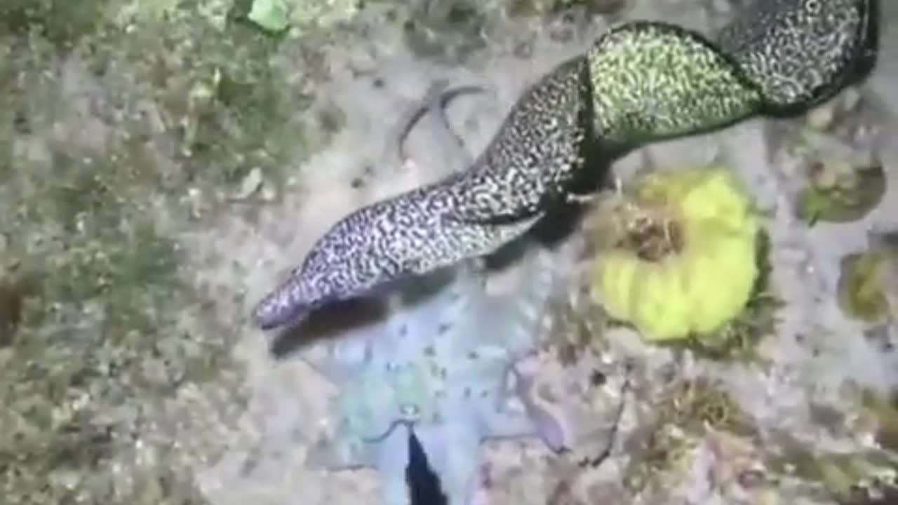 😮🦑 Octopus Uses All Defense Tricks To Escape! | FeedMyCuriosity