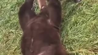 kind people rescued a bear cub
