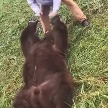 kind people rescued a bear cub
