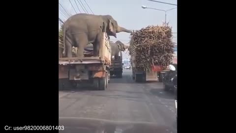 Animals Are The Funniest in the World Funny Animals Videos 2025