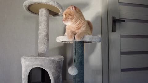 Cat Scratching Nightmare? Stop Furniture Destruction in 7 Days—Guaranteed!