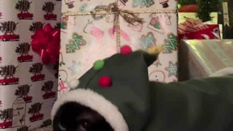 Cat In Christmas Tree Costume