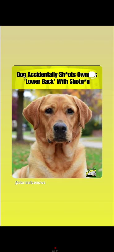 A golden retriever dog 🐕 accidental shot his owner with a shot gun 12/2/25