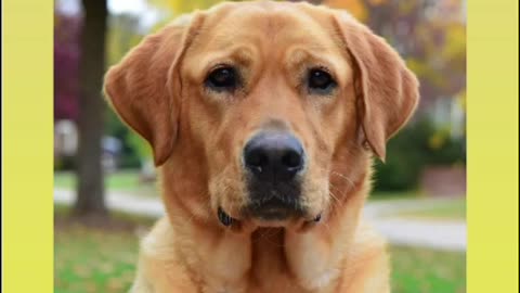 A golden retriever dog 🐕 accidental shot his owner with a shot gun 12/2/25