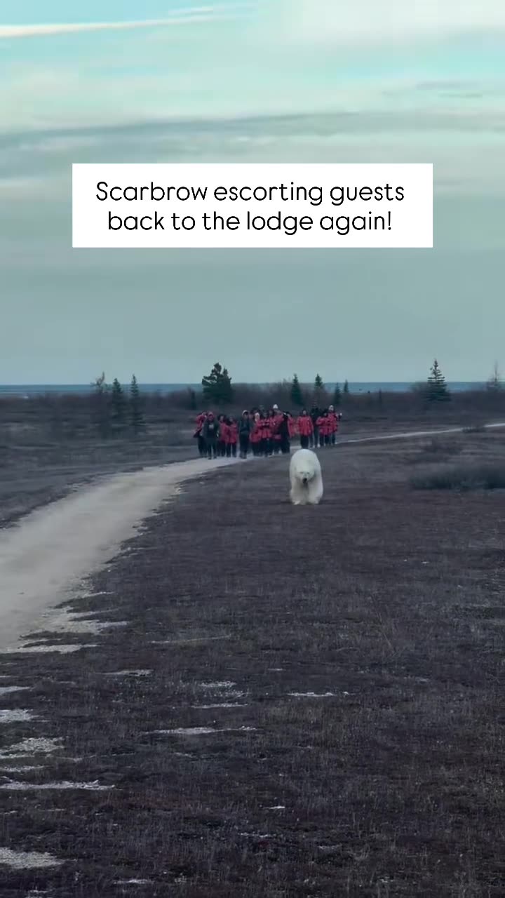 Polar bear escorting people back to the lodge