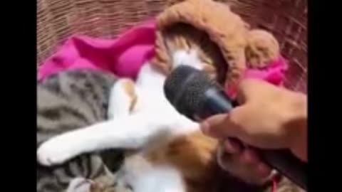 Cat and Dog funny video