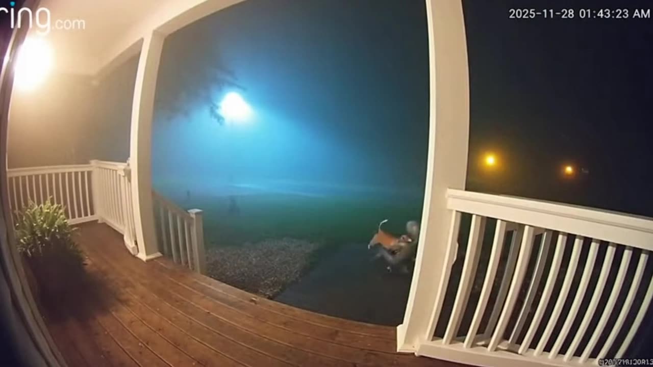 PITBULL SLEEPING GETS ATTACKED RING CAM