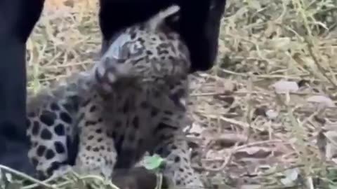 Woe Day 65. I am in the ark. Waiting for GOD to open the Door for a spring/summer Pentecost rapture