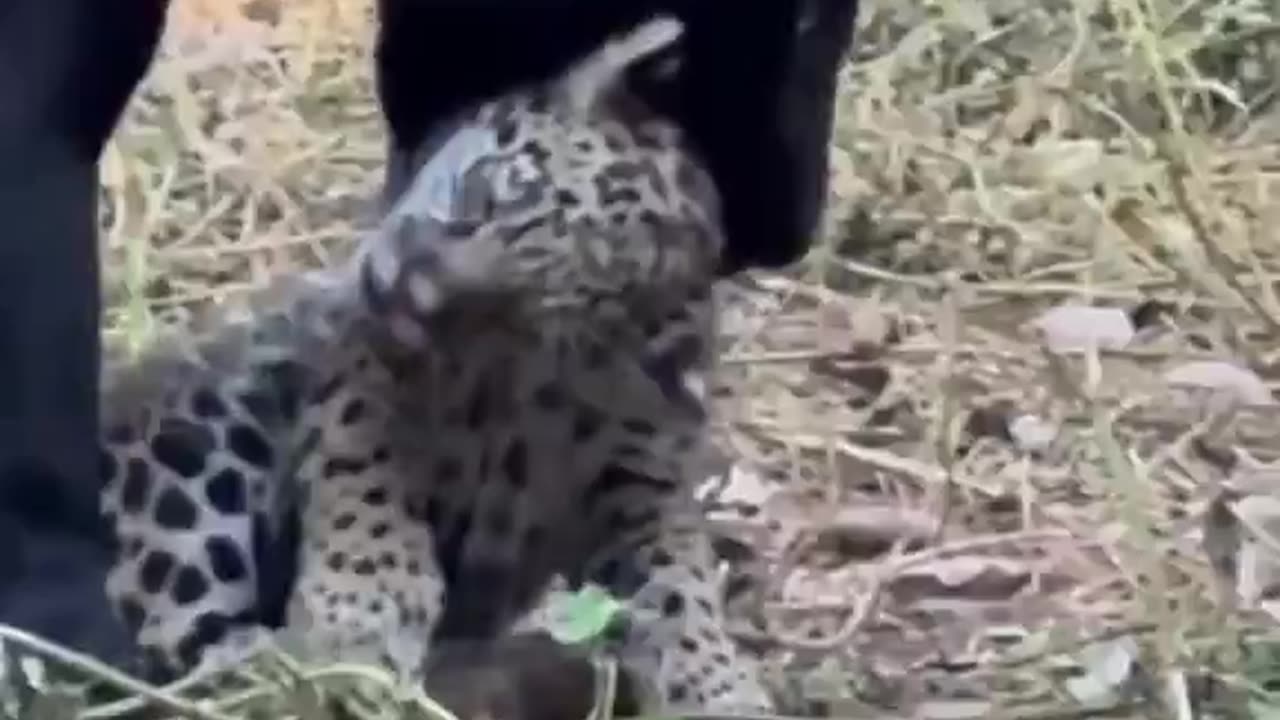 Woe Day 65. I am in the ark. Waiting for GOD to open the Door for a spring/summer Pentecost rapture