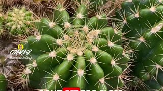 DON'T YOU LOVE TINY CACTI?