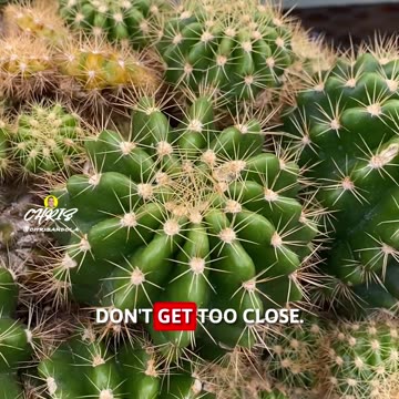 DON'T YOU LOVE TINY CACTI?