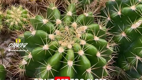 DON'T YOU LOVE TINY CACTI?