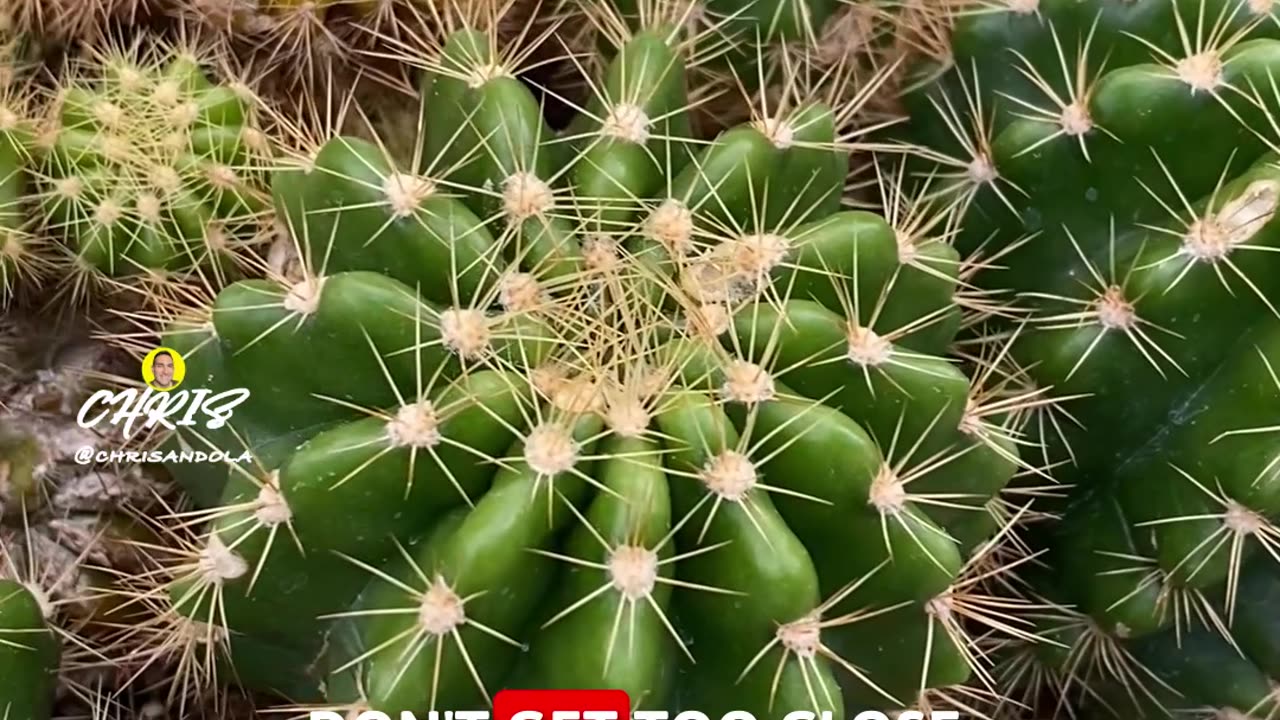 DON'T YOU LOVE TINY CACTI?