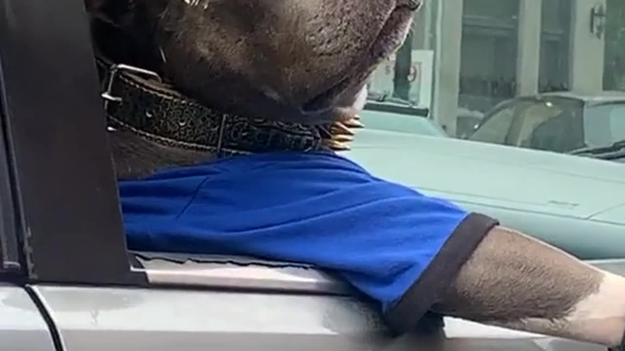 The coolest dog I've ever seen