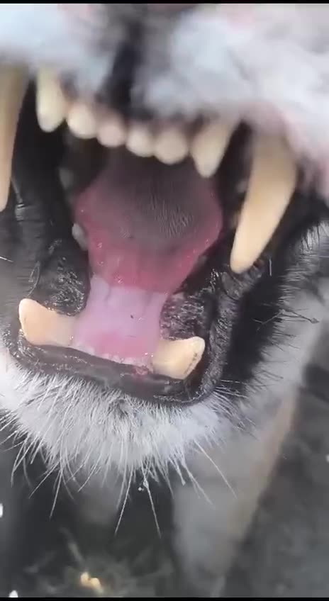Juvenile female tiger unhappy with being caged
