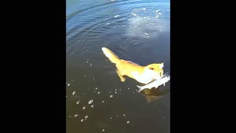 Barsik, share some fish.
