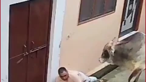 Stray Bull Attacks Elderly Man in Muzaffarnagar, Panic in Colony