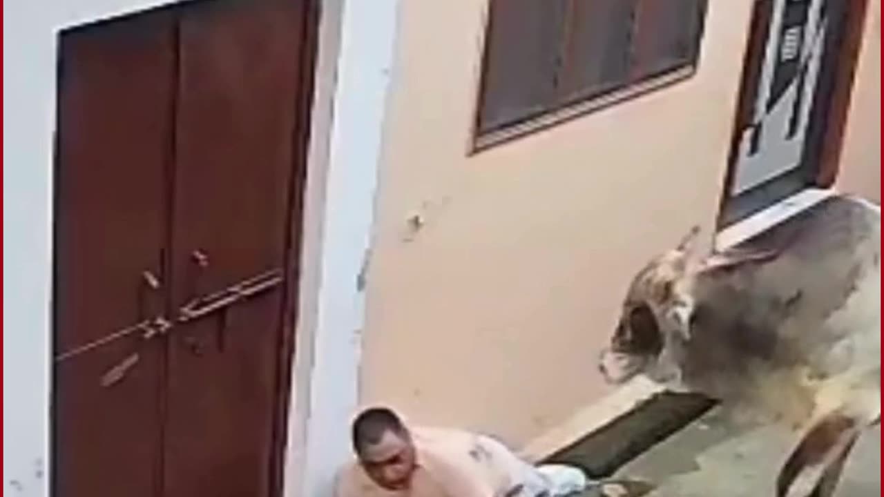 Stray Bull Attacks Elderly Man in Muzaffarnagar, Panic in Colony