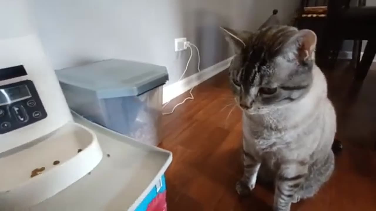 Patience Level: Cat-6000 — Waiting by the Food Bowl Like a Boss