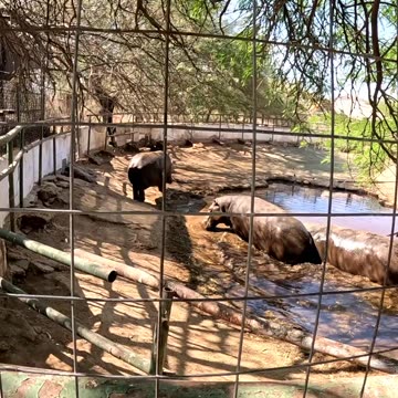 Hippos at a Zoo in Hermosillo Sonora Mexico