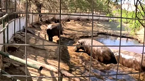 Hippos at a Zoo in Hermosillo Sonora Mexico