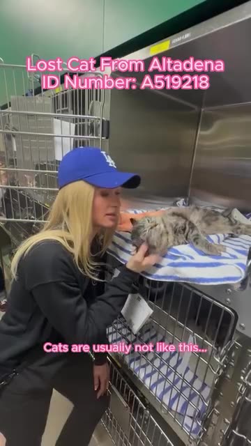 #parishilton Junto a la fundación #pasadenacalifornia #humanesociety Rescata animales!