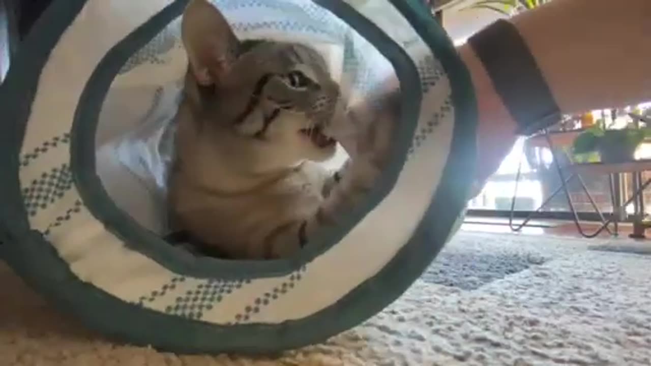 Cat Goes Wild in the Tunnel: Ultimate Tunnel Playtime!