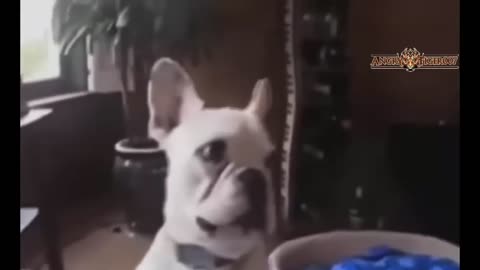 Best Funny Animal Compilation 😂 | Hilarious Cats & Dogs Videos