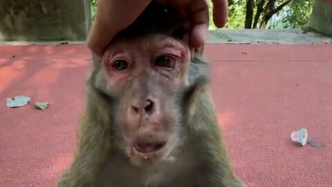 this cute monkey is really sad