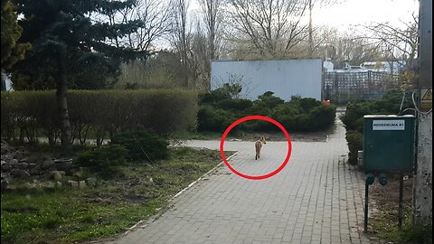 Lis podszedł pod same drzwi