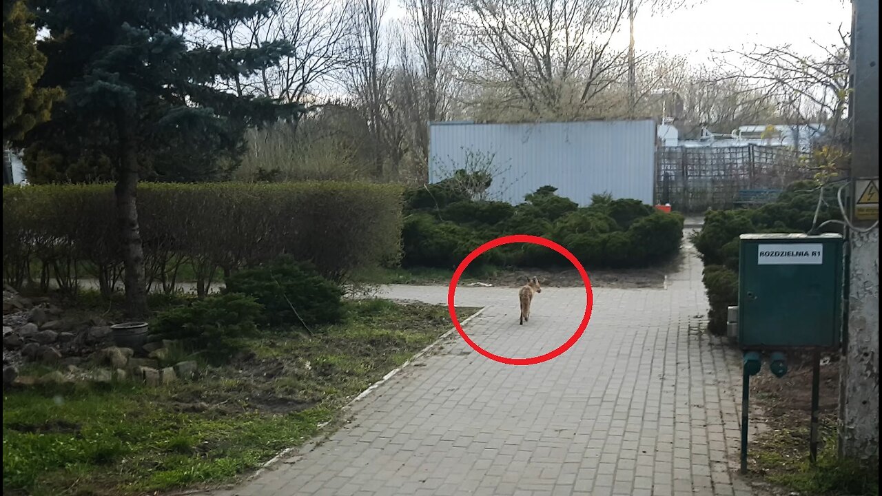 Lis podszedł pod same drzwi