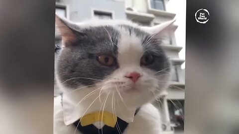 New Funny Cats and Dogs Videos🐶😂🐱 #53