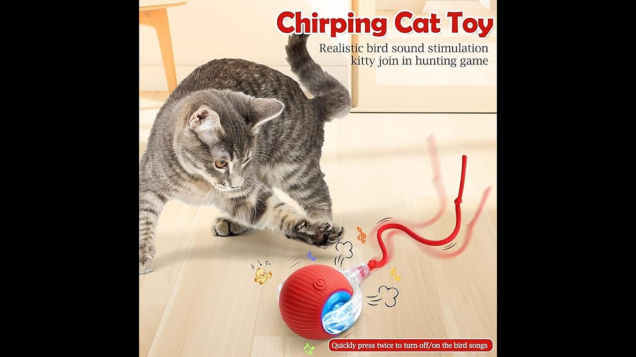 Cat and Dog Toy Ball