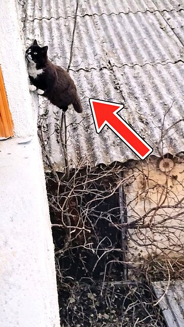 One Cat's Determination To Get In The House Is Remarkable