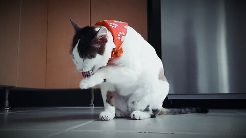 Funny cat