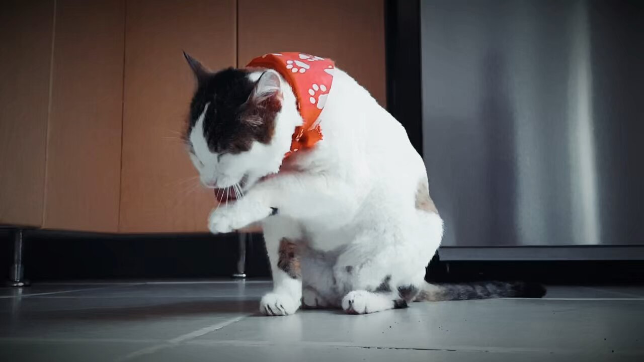 Funny cat