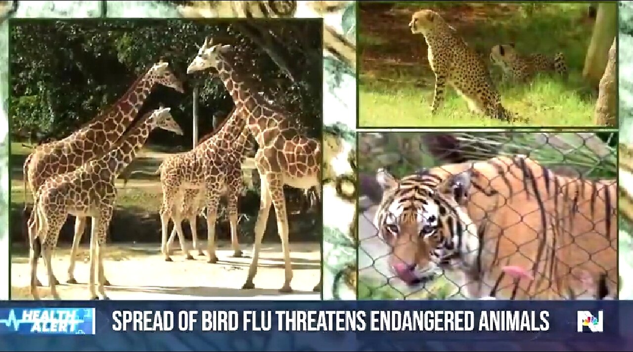 NOW THE ZOO ANIMALS THEY VACCINATED ARE ALL DYING. BUT THEY CALL IT BIRD FLU 🔥