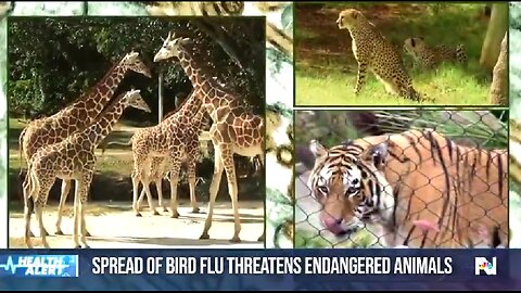 NOW THE ZOO ANIMALS THEY VACCINATED ARE ALL DYING. BUT THEY CALL IT BIRD FLU 🔥