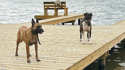 Belgian Malinois dog herding instincts show while separating her pack members.😂😂😂😂