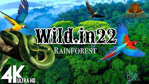 Africa's Mysterious Rainforest: Untold Stories of the Wild | Hindi Wildlife Documentary