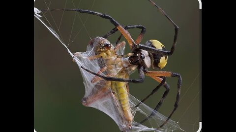A spider cot a fly!