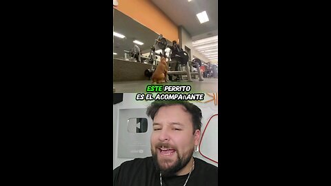 Perrito de asistencia emocional imita a su humano en el gym 🤭