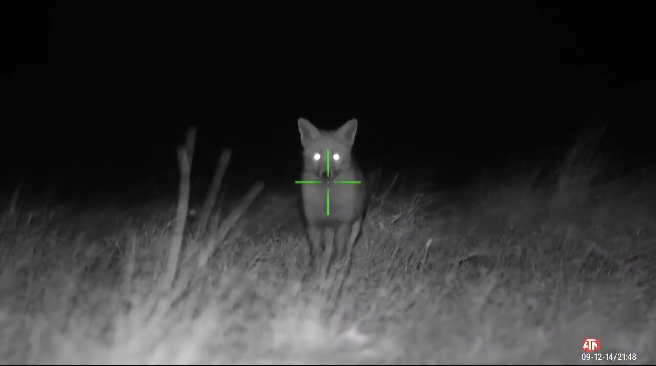 Fox control with Down Under Predator Calls.