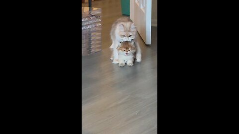 HaHa 😅 Cat Mom suddenly dropped the Kitty 🐈 like she's wrong