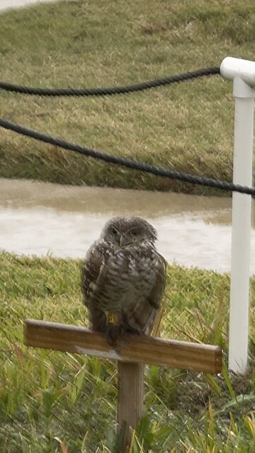 What Do Burrowing Owls Do When It Rains? | 4K