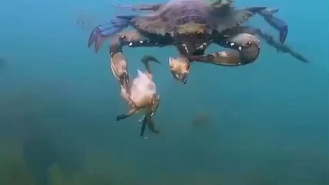 Crabs Eating Crab