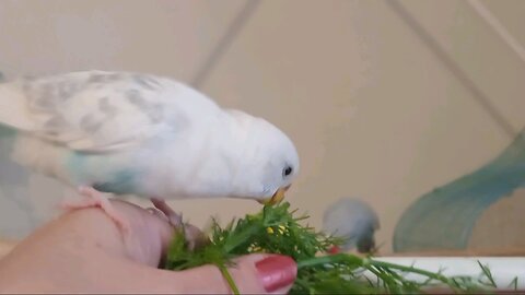 Budgies Eating Veg