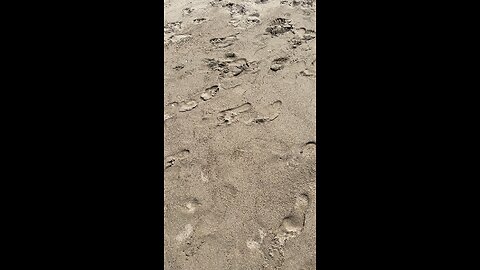 Hook in the sand on Ventura Beach.