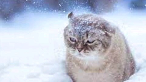 Christmas song lyrics