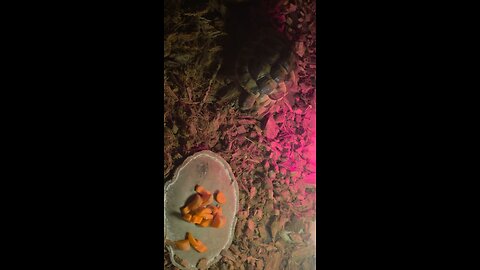 East hermann tortoise